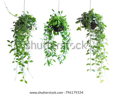 Three green pots hanging on a white background