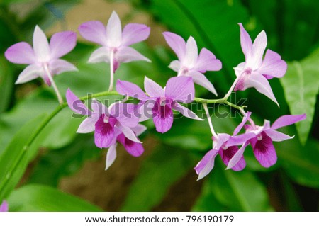 Splendid fresh elegant light pink orchid flower
