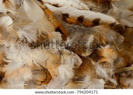 Close-up of feather plume background texture