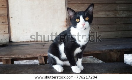 Black and white cat sitting on wooden floors.
