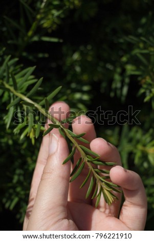 Hand holding a part of a green tree  branch