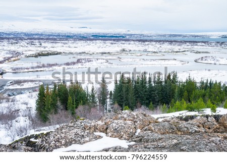 Beautiful View and winter Landscape picture in Thingvellir National park, Iceland with pine free row in the winter, covered by snow.