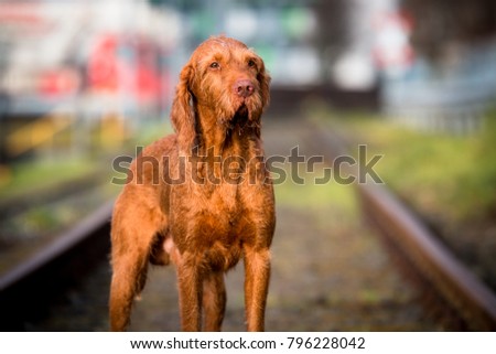 Wirehaired Vizsla in the City Royalty-Free Stock Photo #796228042