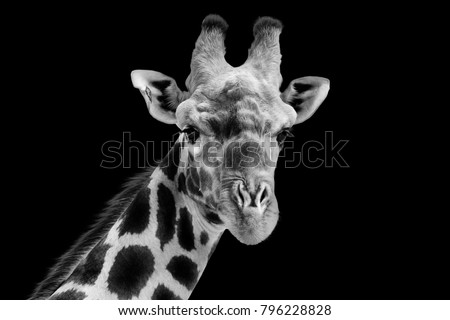 Giraffe in black and white on a dark background