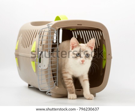 young kitten on a white background with an animal carrier