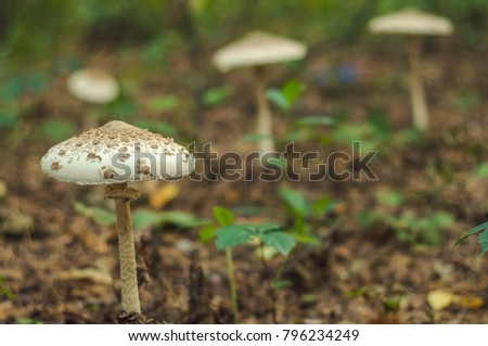 Not edible mushrooms in the forest