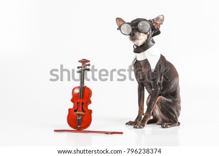 A dog with a violin. A small dog is a musician. A dog in a dress coat. The dog is wearing glasses.