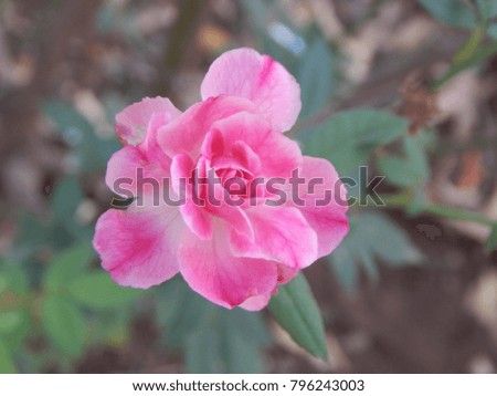 A macro picture of beautiful flower in garden frown with organic fertilizers in water scarce area