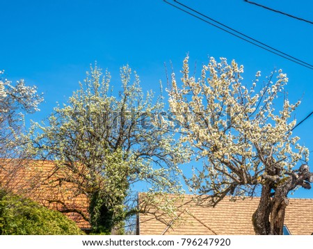 Colorful flowers in spring season in Chichilianne town, countryside of France, under clear blue sky