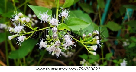 White flowers with aroma
