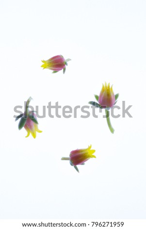 Isolated four succulent buds circle on lightbox / white background