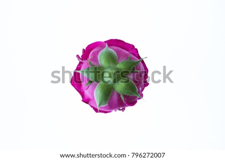 Isolated single magenta rose without stem on lightbox / white background