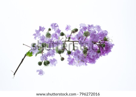 Isolated lilac flower & branch on lightbox / white background