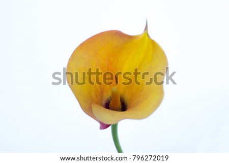 Isolated single yellow orange calla lily with stem on lightbox / white background