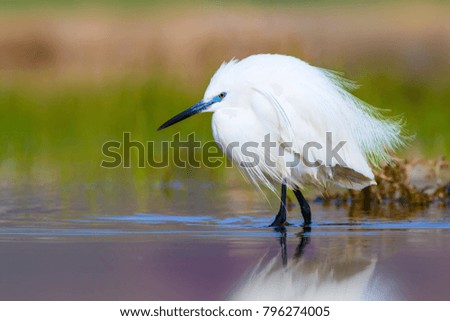 Nature and bird. Colorful nature background. Heron: little egret.