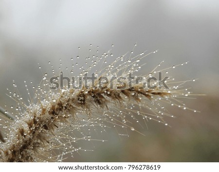 Closeup of beautiful dew droplets on weed flower with soft focus of gray background