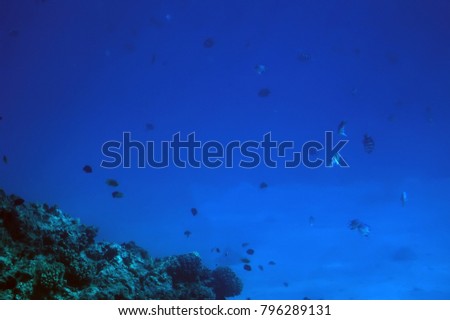 coral reefs underwater