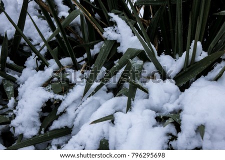 Green plant in snow