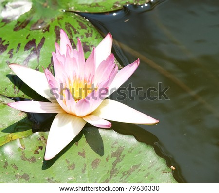 The lotus flower in the  pond