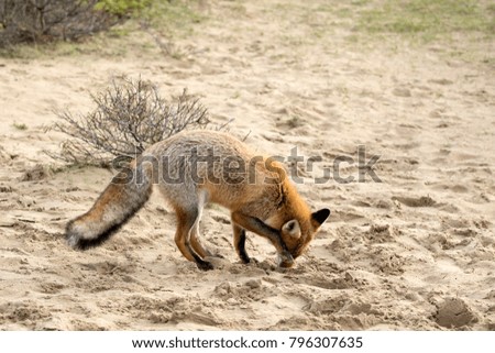 Red Fox Standing on the Grass Hiding its Face with A Paw