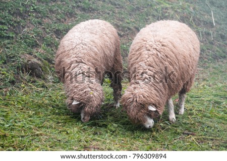 Sheeps on the meadow