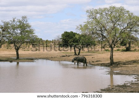 An African elephant drinking at a water hole in a national park in South Africa