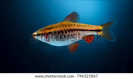 Aquarium fish, guppy