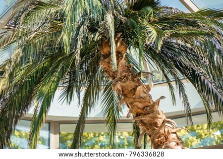 Big palm tree in lounge, in terrace. Beautiful, tropical background.