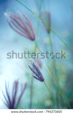 abstract picture of flower . blue background