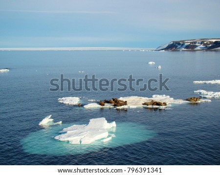 Group of walrus cow and calf on ice. North Pole, Arctic ocean.