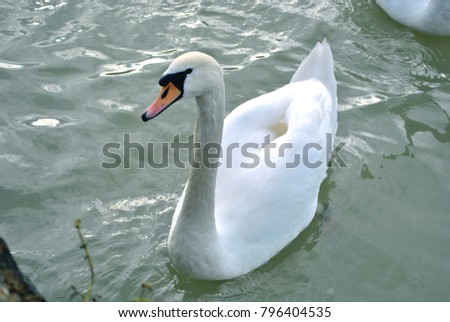 Swan in the river 