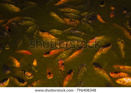 many carp fish rose to the surface of a pond during night time in search of food falling from the trees