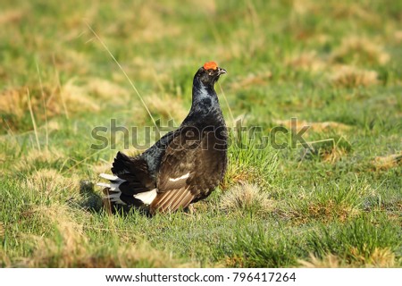 black grouse rooster in the grass ( Tetrao tetrix ); wild bird in natural habitat, mating ritual