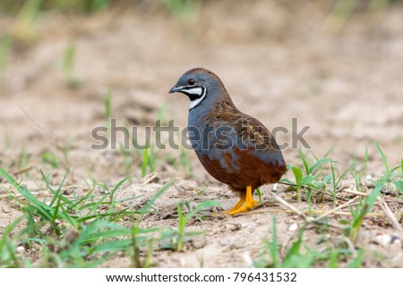King quail (male) Beautiful bird