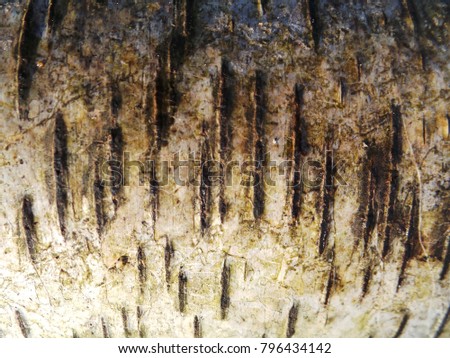 Close up of deep scratches on tree bark 