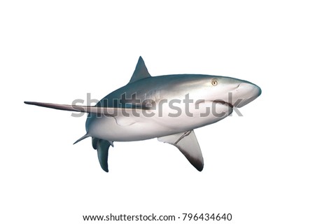 Caribbean Reef Shark isolated on white background 