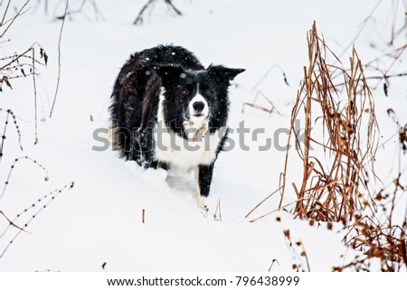 dog border collie in a winter forest