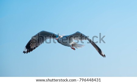 Seagull flying at Bangpu Thailand