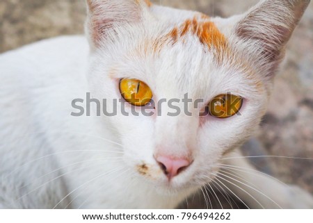 White cat with yellow eye - local Thai animal 