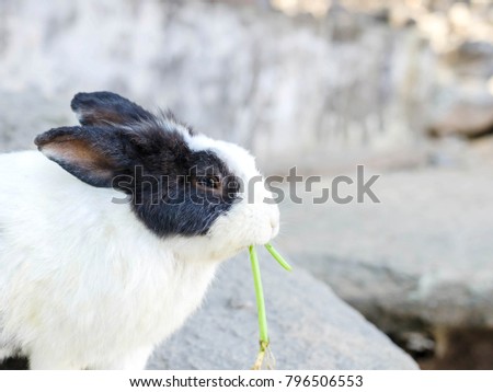 Rabbit sitting against lovely white rabbit eat morning glory