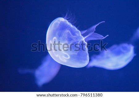 Sea Moon jellyfish Royalty-Free Stock Photo #796511380