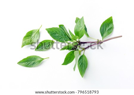 Asian Thai basil fragrant green herb on white background  Royalty-Free Stock Photo #796518793