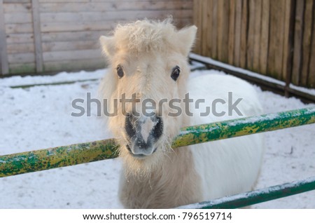 the white pony in the winter