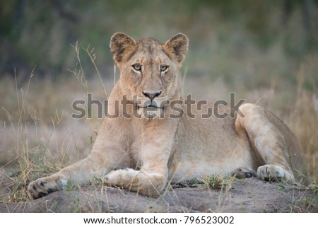 A horizontal, full length, colour photo of a lioness, Panthera leo, resting and staring into the camera in the Greater Kruger Transfrontier Park, South Africa.