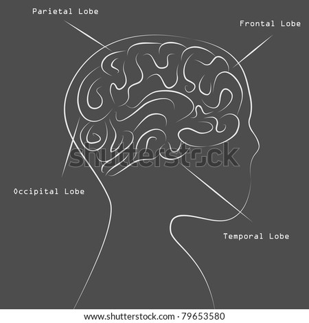 An image of a blackboard human brain map drawing.