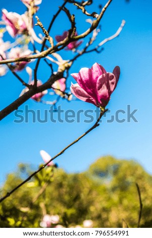 Beautiful magnolia flower on tree, Thailand.