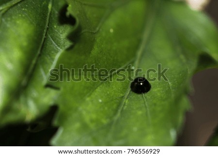 Black tiny insect  wondering in nature