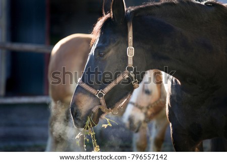Portrait of beautiful black horse eating hay on farm with other one in background
