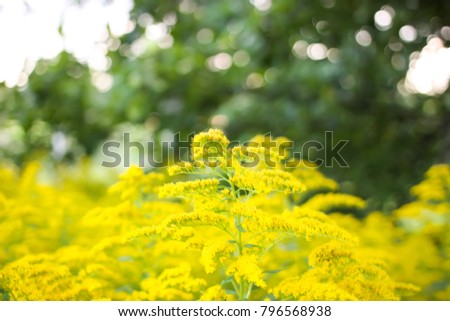 Solidago gigantea or Goldenrod plant blooming in summer garden.
