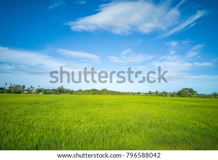 paddy field in Malaysia penang balik pulau Royalty-Free Stock Photo #796588042